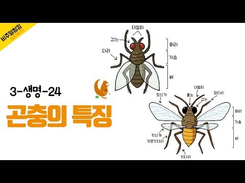 [초능력 비주얼씽킹 과학] 3-생명-24. 곤충의 특징